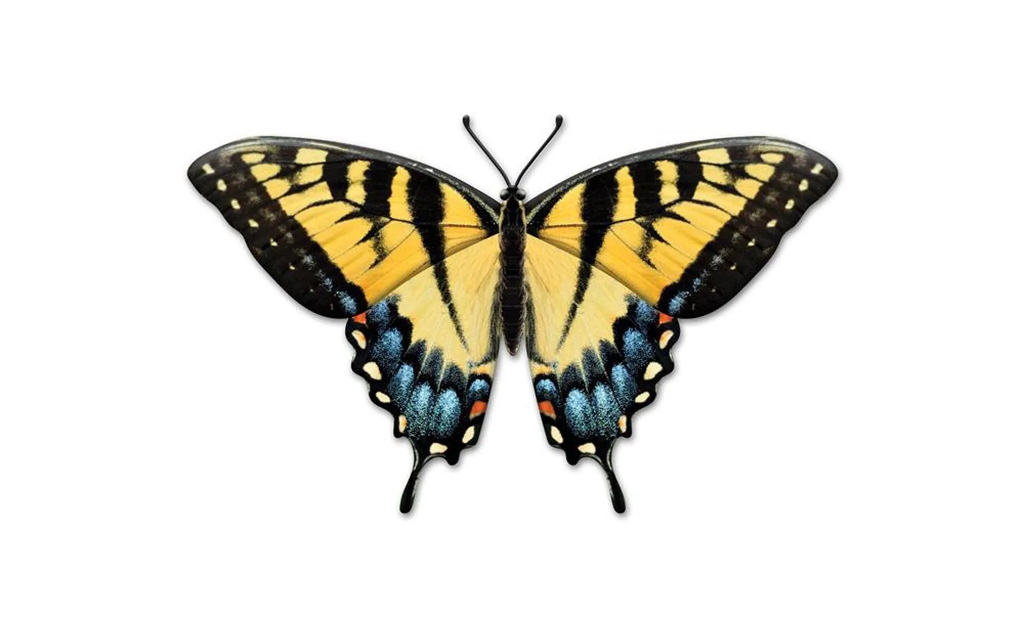 9.85"L Metal Embossed Butterfly Sign: Black, Yellow, Blue - MD136290