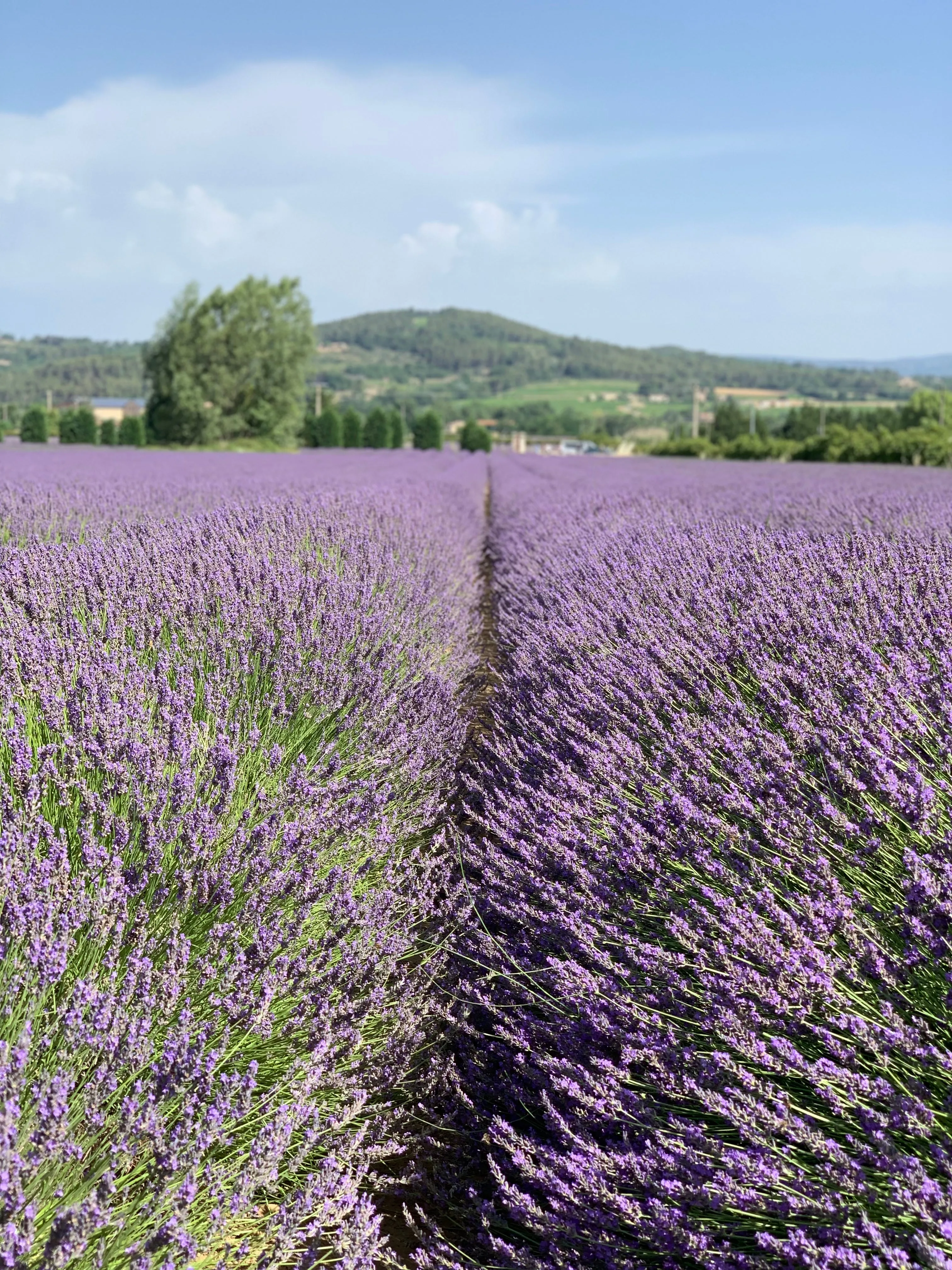 Lavender Sachet Cushion from Provence White