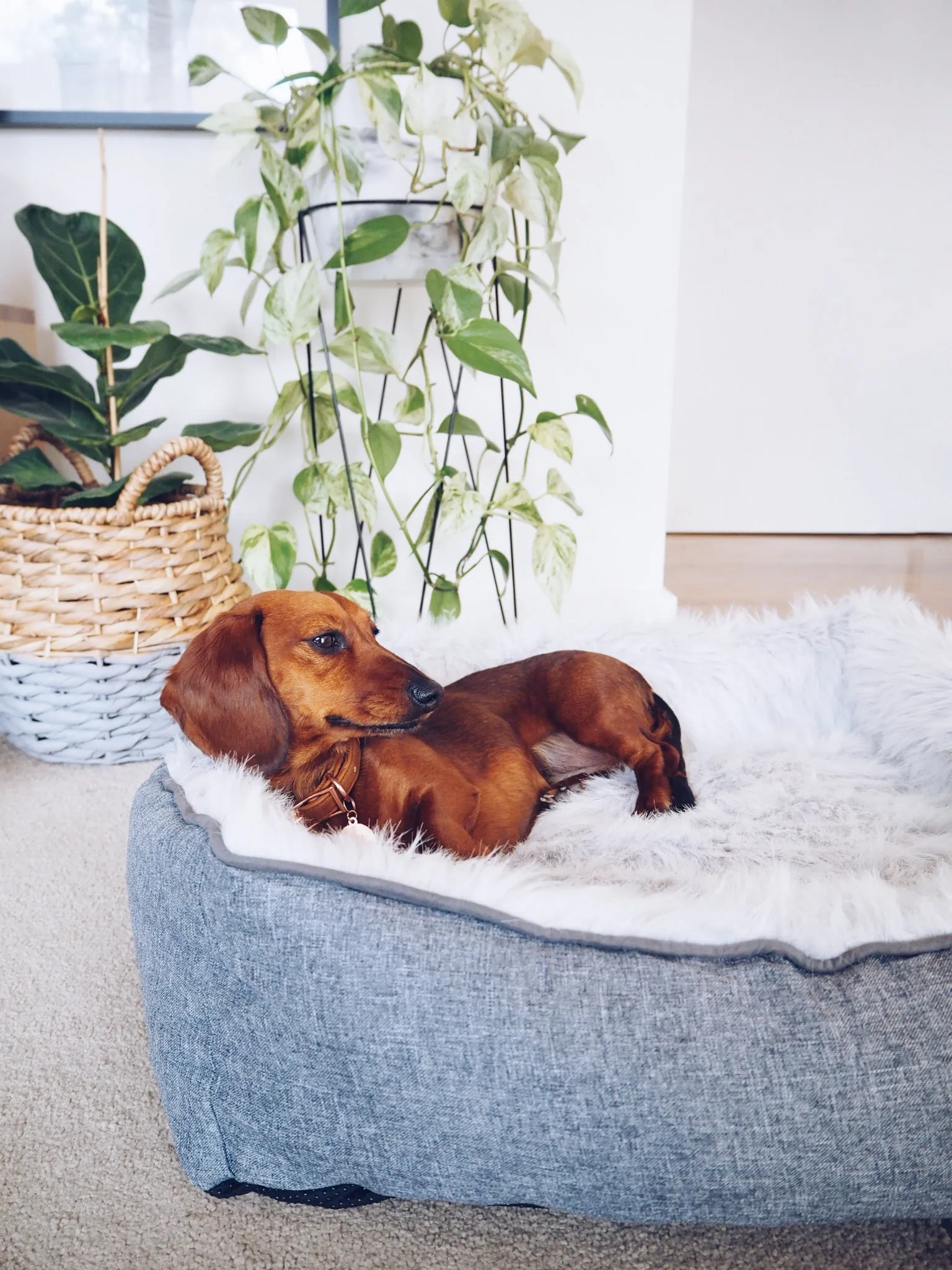 Modern Dream Calming Dog Bed