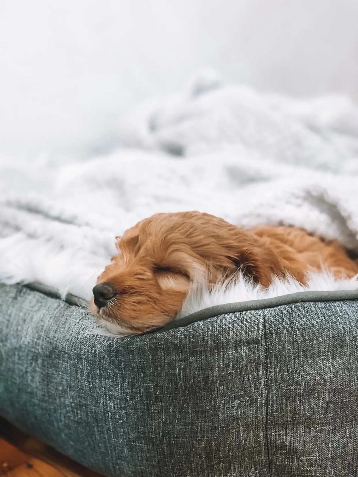 Modern Dream Calming Dog Bed