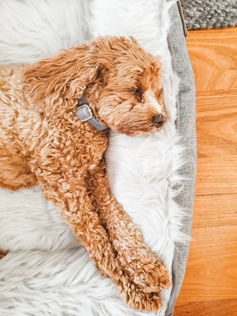 Modern Dream Calming Dog Bed