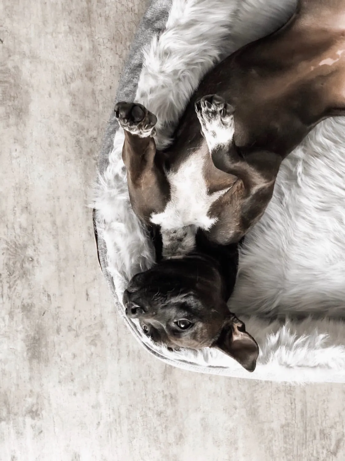 Modern Dream Calming Dog Bed
