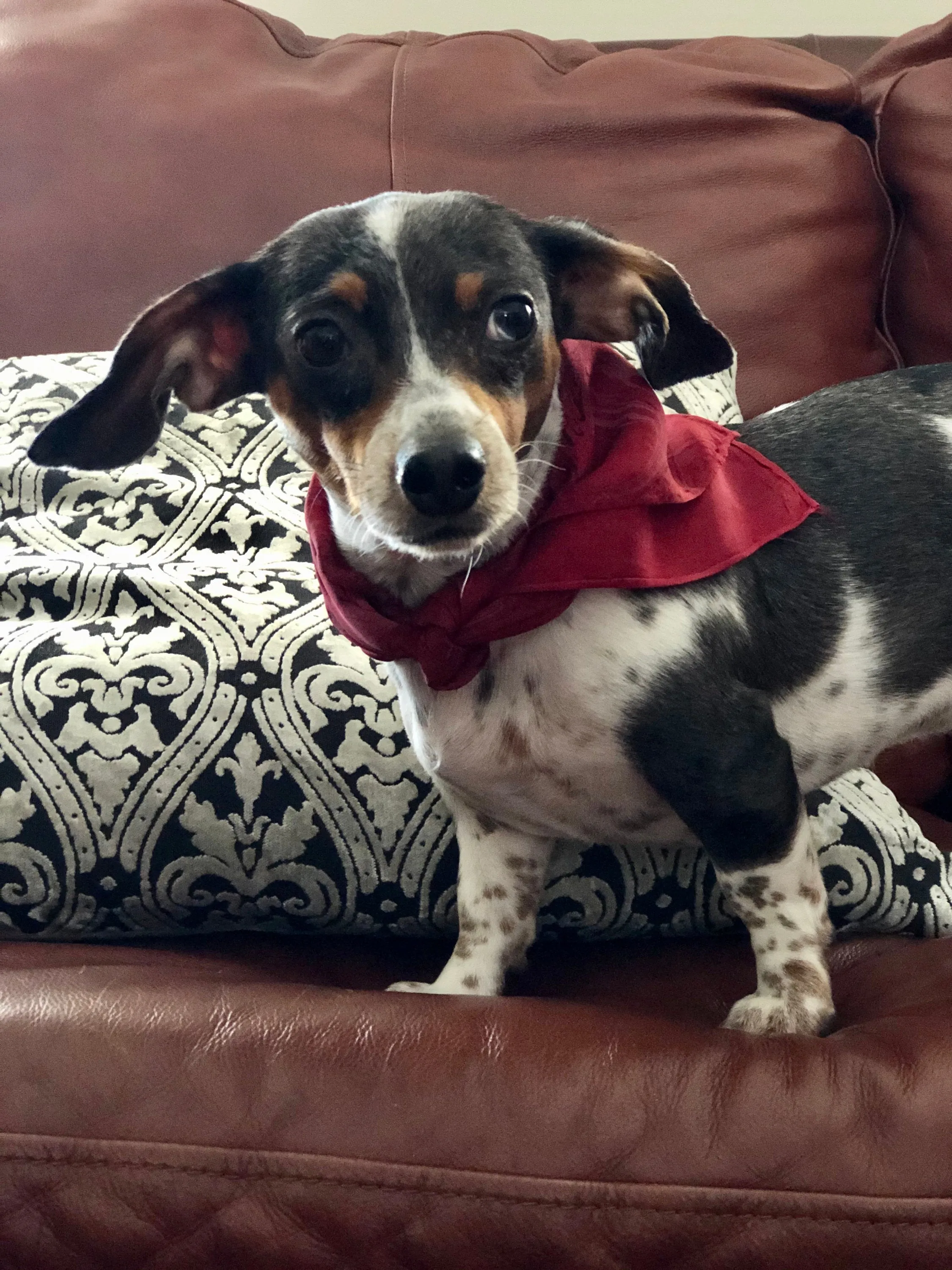 Multicolored Flower print 21x21 Square Habotai silk. For hair, neck, as a pocket square, or to accessorize your dog.