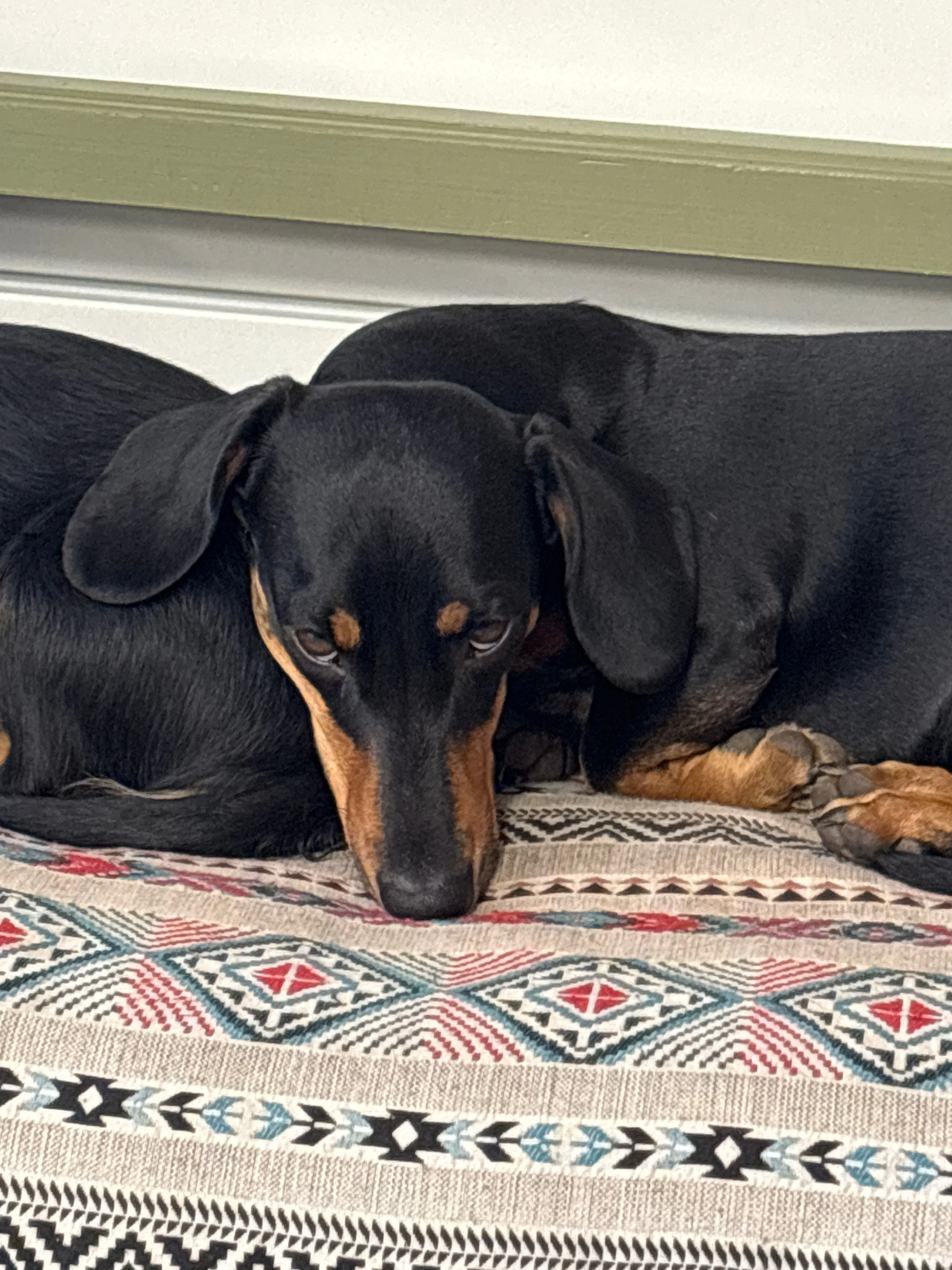 TWIN KEEPER DOG COLLAR