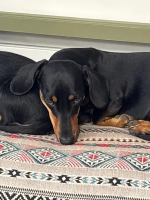 TWIN KEEPER DOG COLLAR